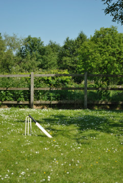 Cricket in the garden, in the shade of a tree